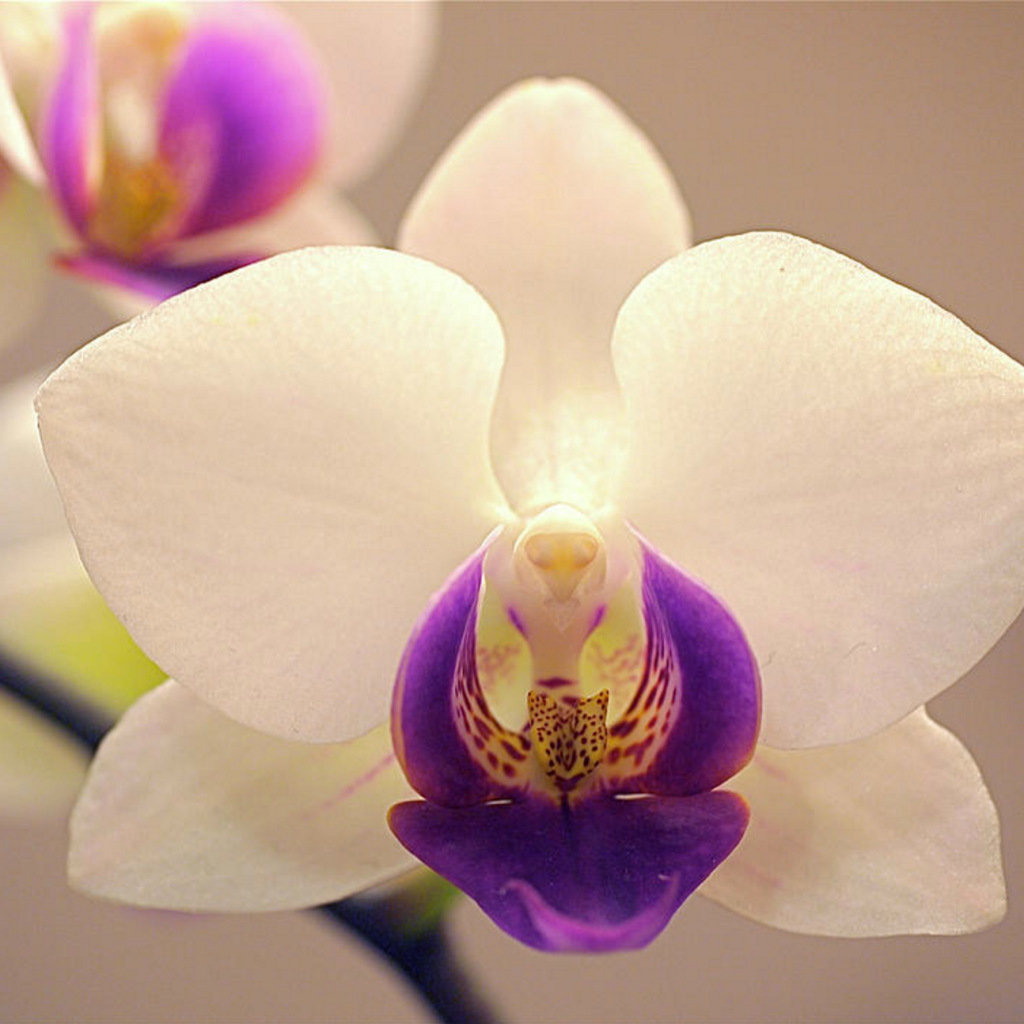 Любовь между орхидеей. Орхидея. Куба орхидеи. Orchid jpeg.